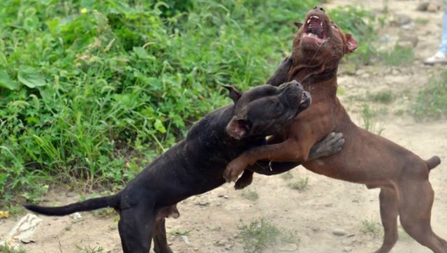 实拍:农村恶犬 大战美国名犬比特犬,疯狂撕咬不愧是高手间对决