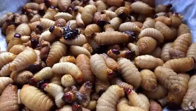 你没吃过的柬埔寨椰子虫,是你想象不到的美味!你敢吃吗?