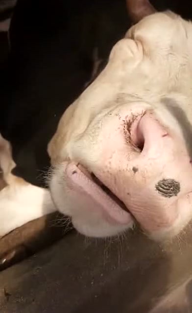 家里养的老牛,每天睡觉,谁能叫醒给2000元红包!