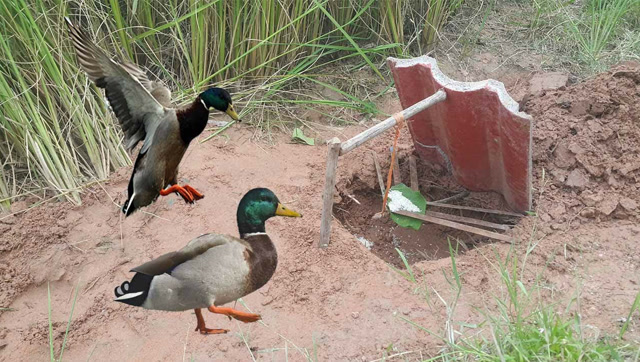 农村小男孩稻田边设陷阱,结果抓到只8斤重的大野鸭,简直赚翻了