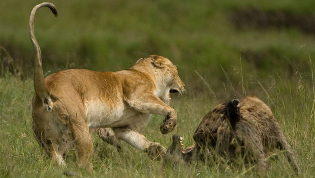 非洲草原时刻精彩,雄狮猎杀鬣狗,狮子大战犀牛!