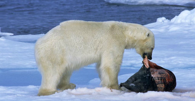 男子不慎掉入熊圈,亲人无奈眼看着他被熊拖走