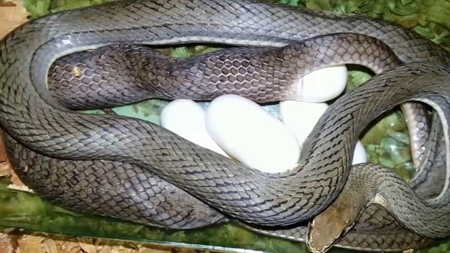 实拍蛇产卵,这蛋还真大个!