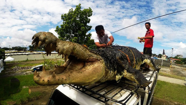 世界上最大的鳄鱼,身长超过6米重达一吨,因吃人被抓!