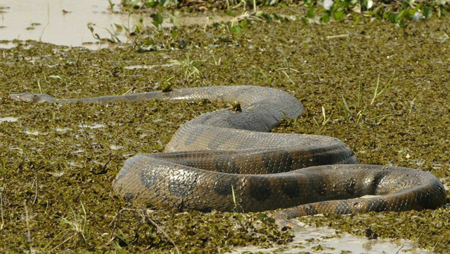 罕见一幕!10米巨型森蚺生吞河马,捕食,5米鳄鱼,竟不费吹灰之力