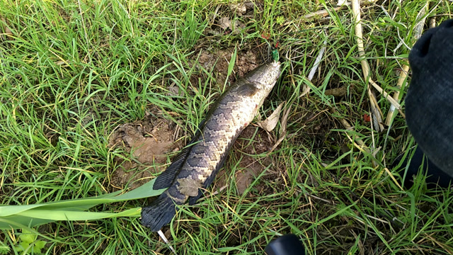 雷强钓鱼:路亚黑鱼-爱拍小伟打黑记之一尾小黑