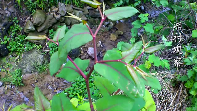 小时候吃的酸不溜,没想到即是中药材还是养生的野菜,可俏了!
