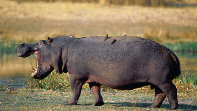 流浪公河马看上河马首领15个"老婆" 被暴怒一击暴尸荒野