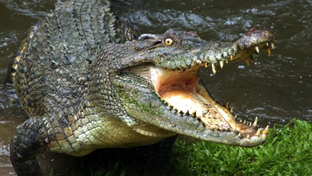 揭秘!世界上最凶猛鱼不是鳄鱼,这货战斗力爆表堪称水中霸王!