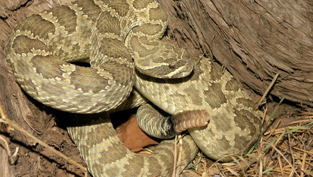 千年古墓挖出惊天巨蟒,千年大蛇暗藏惊人秘密