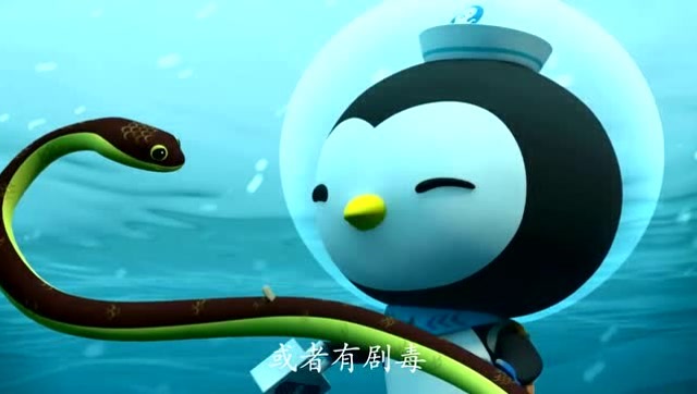 海底小纵队第四季:可别吓到海蛇,不然它会咬人的