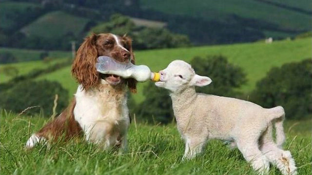 盘点动物暖心瞬间,动物如此有灵性,让人忍不住感动落泪!
