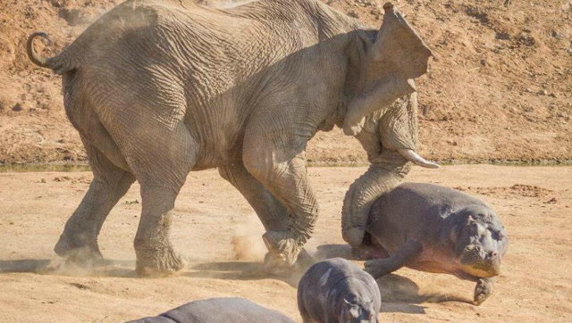 河马攻击水中玩耍的小象,反被大象疯狂碾压,大象:是不是皮痒了