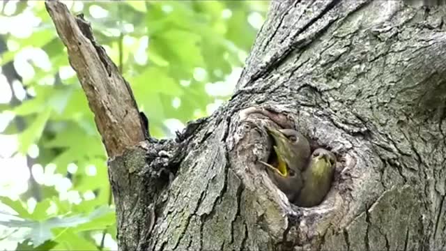 树洞里的小鸟图片