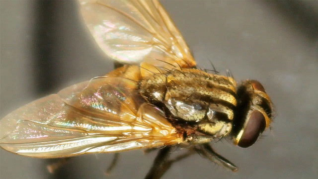 显微镜下放大苍蝇300倍它的眼睛太奇怪了一般人都没见过