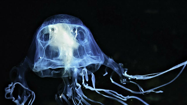 世界上最毒生物:比毒蛇还毒的箱水母,有24只眼睛!