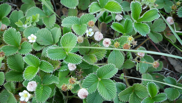 农村的这种野果学名叫五叶草莓,很多人都吃过,你们那里叫什么?