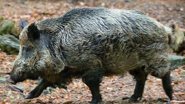 俄罗斯冬季大狩猎,狙击步枪强力射杀西伯利亚巨型野猪