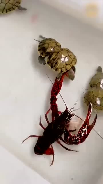 乌龟夫妇大战小龙虾,猜猜谁能赢?