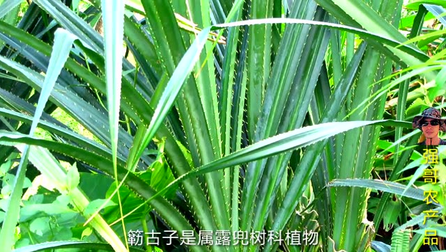 广东包粽子带刺的叶子图片