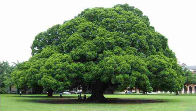 印度一棵榕树独木成林:占地面积达14000平方米,可容纳上千人乘凉