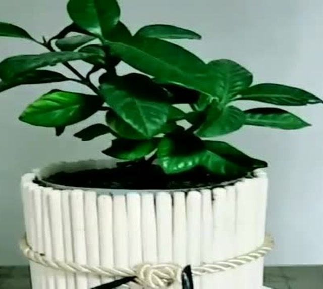 筷子和塑料瓶的完美组合,这样的小花盆太漂亮啊