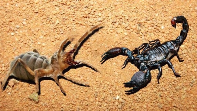 蜘蛛遇到蝎子直接扑上去,反被蝎子一招绝杀,镜头拍下蝎子霸气瞬间