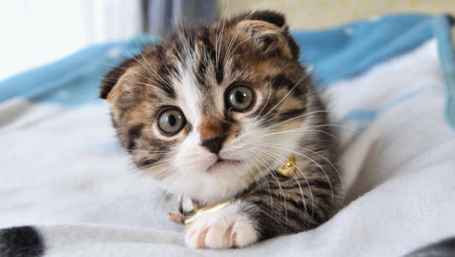 小短腿柯基猫来啦!觉得这小家伙长得像猫头鹰的请举个手