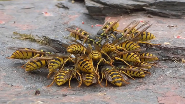 一群马蜂吸食树桩蜂蜜,突然来了1只大黄蜂,自然界弱肉强食真残酷