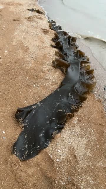 海边刮大风,刮来个两三米长的大海带,皮糙肉厚,看颜色就有年头了