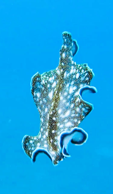 近距离拍摄海洋软体生物!是不是很可爱?萌萌哒