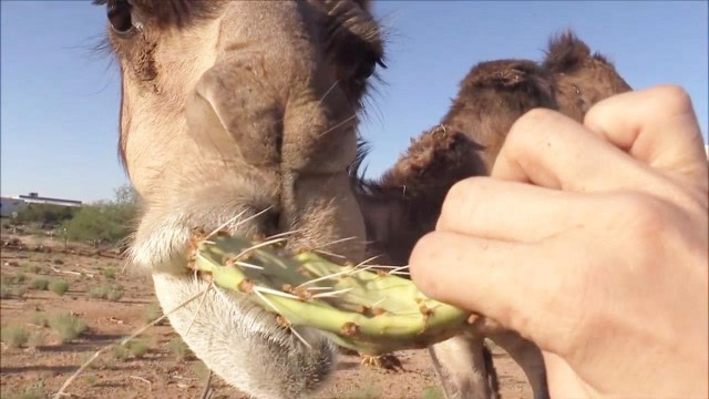 骆驼吃仙人掌?这么多刺就像嚼草一样!网友:厉害了我的骆驼!