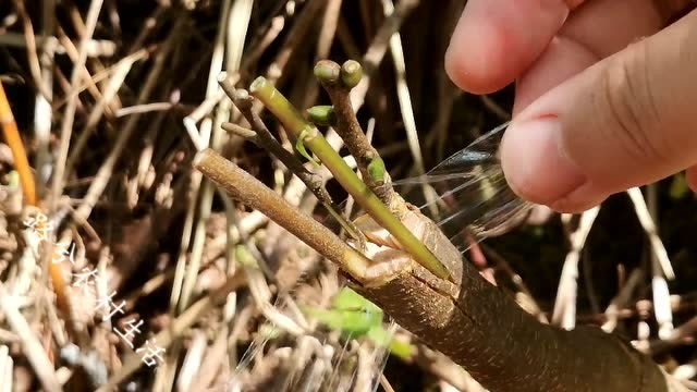 一枝多接,看看老师傅如何在一个果树上嫁接多个接穗