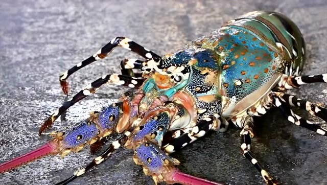 这么美的巨虾,一看就知道一般人吃不起