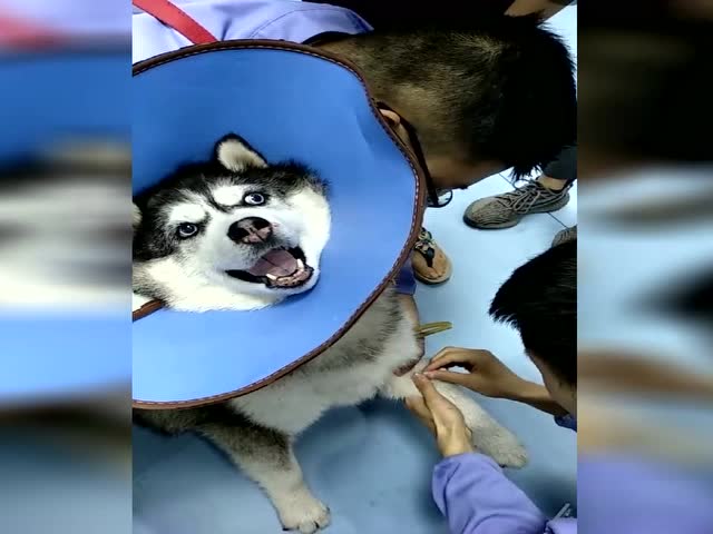 二哈打针的样子太搞笑了,就凭这叫声,可以拿金像奖了!