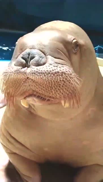 海狮啊卖萌吃手你做的不错啊就是哈喇子流了一地