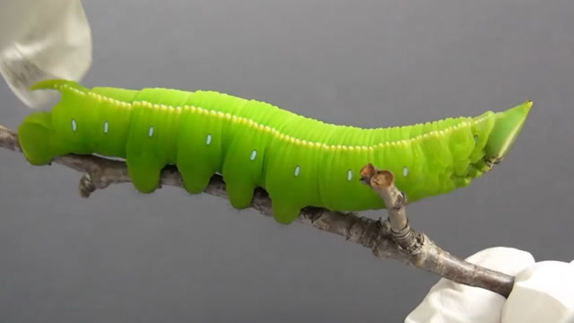 肥嘟嘟的天蚕蛾幼虫是怎么抵御捕食者的?山人自有妙计!