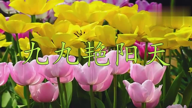 俊美老牌歌手这支《九九艳阳天》心潮澎湃飞快的旋律