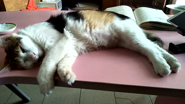 睡觉时不停抖动四肢的猫咪