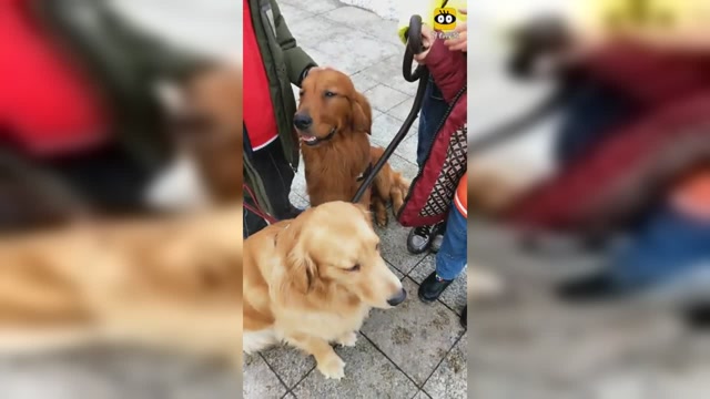 金毛轮胎儿子可喜欢和小朋友玩了, 太可爱了, 萌萌哒