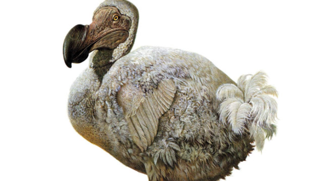 已经灭绝的动物《渡渡鸟》因灭绝太快世界上连标本都没有留下!
