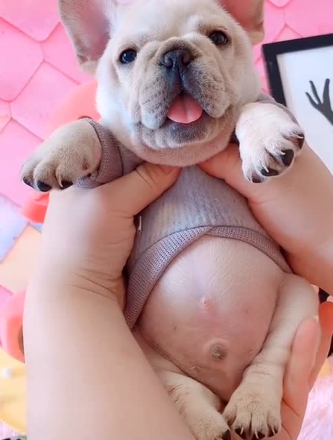 超可爱的小牛牛,你瞅瞅这小肚子,真想去摸摸