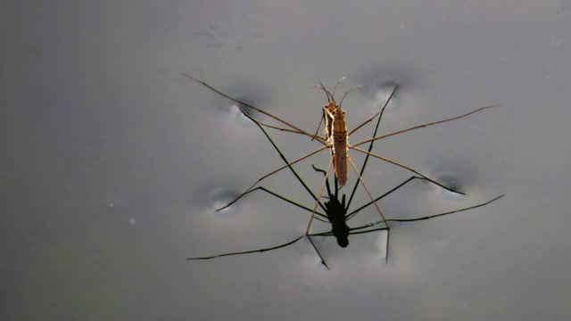 水蜘蛛水黾是如何练就轻功水上漂的