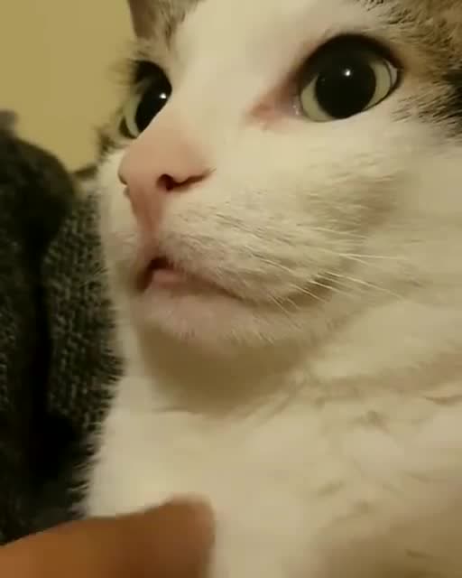 当小猫心不在焉的时候,表情太可爱了