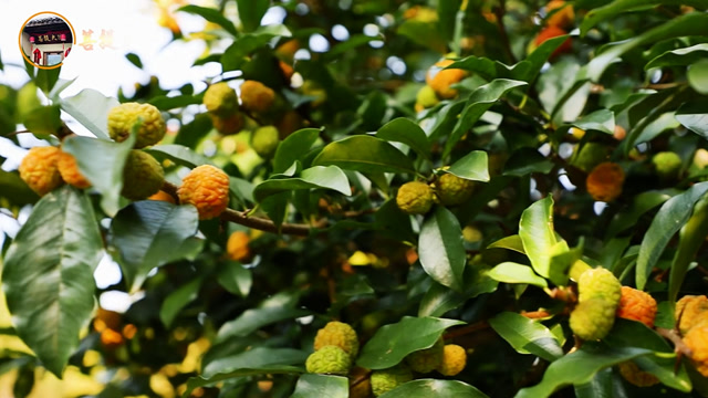 菩提大院:淳朴方式的柘子果酿酒