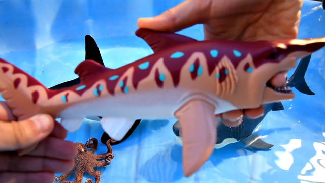 哥布林鲨多莉小丑鱼与座头鲸