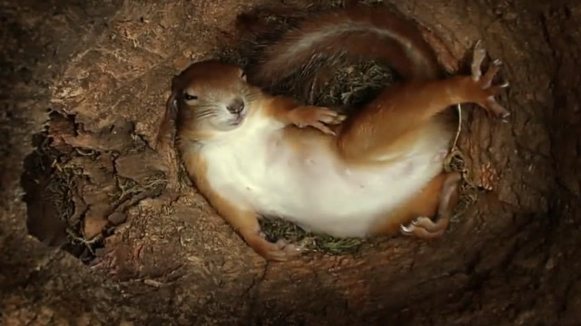 在松鼠窝里安装个摄像头,看看松鼠一天都在窝里干嘛?