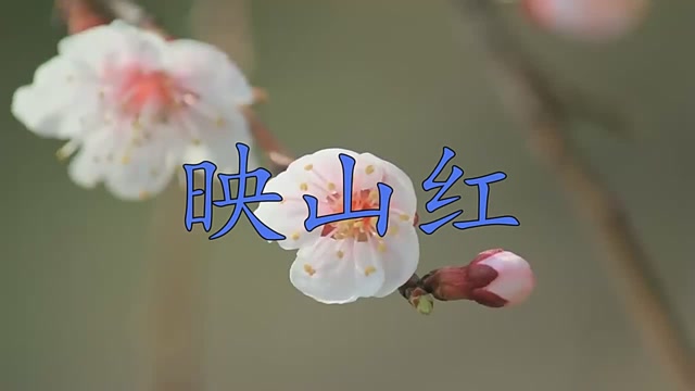 经典怀旧!经典歌《映山红》,被刘紫玲诠释的别样风格