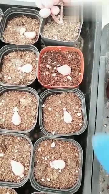 美女教新手繁殖桃蛋,这样繁殖的桃蛋长的特别好,非常漂亮!