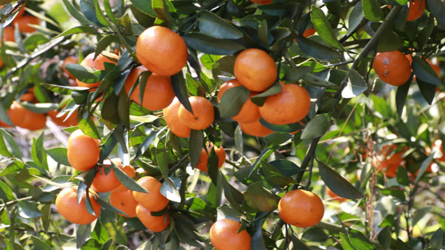 柳城蜜桔熟了 欢迎你前来尝鲜